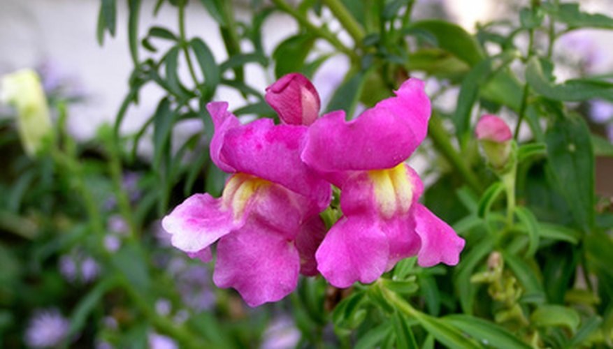 Bright coloured snapdragons are not poisonous flowers.