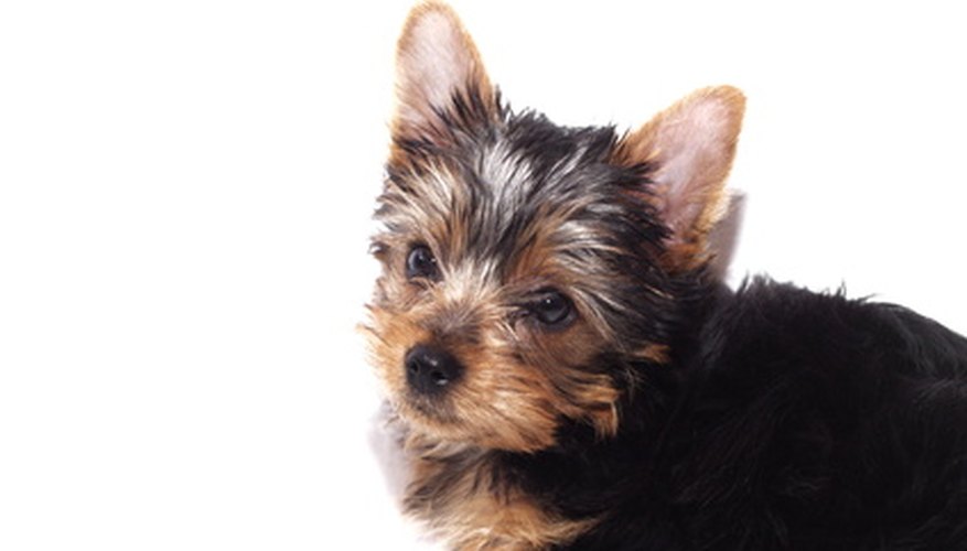 A teacup yorkie should weigh less than 1.81kg.