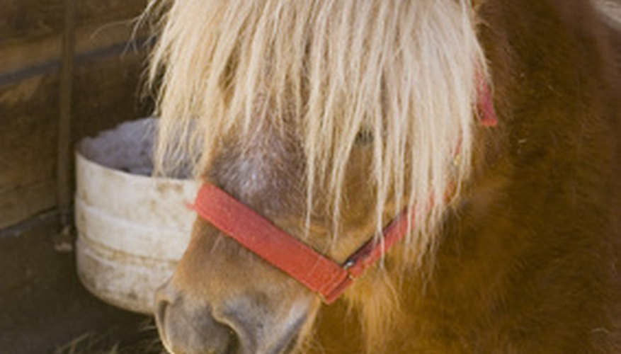 Some ponies are very small and cannot handle the weight of a cart.