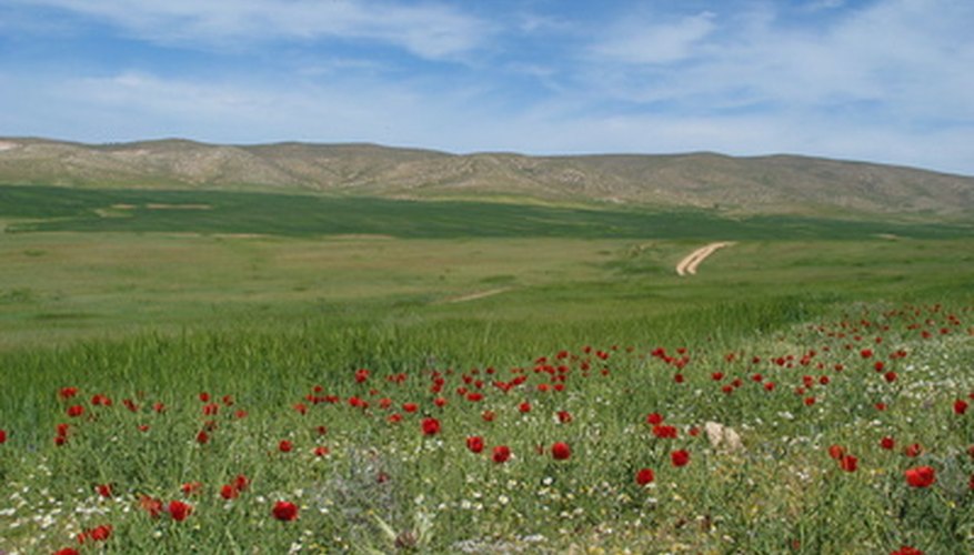 Flowers blooming in the Israeli desert near the city of Arad.