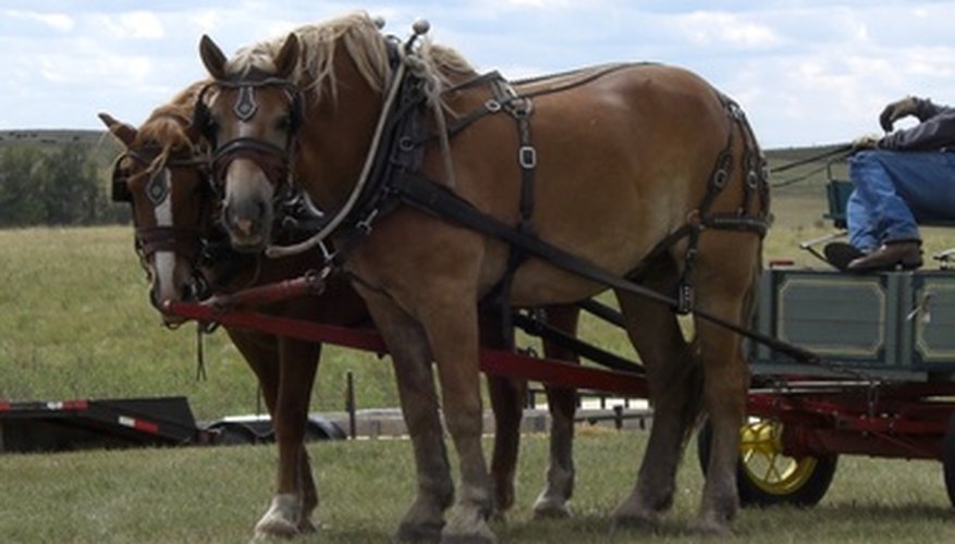 Gypsy vanner horses were developed as smaller, more docile draft horses for pulling wagons.
