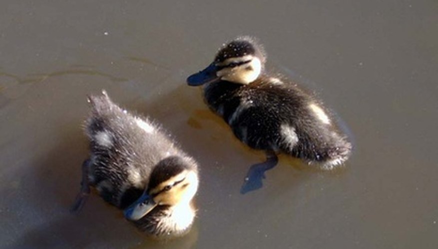 Baby ducklings only need to be fed when their mother is absent.