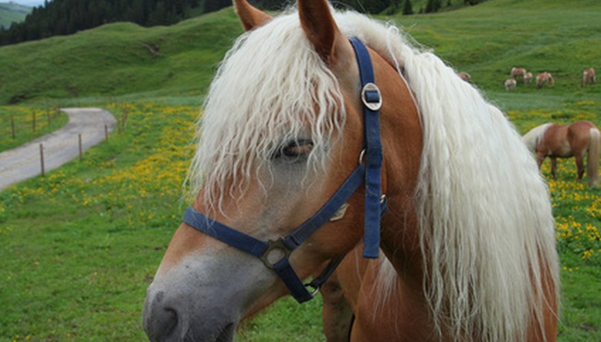Gypsy horses are short, but the breed is strong and resilient.