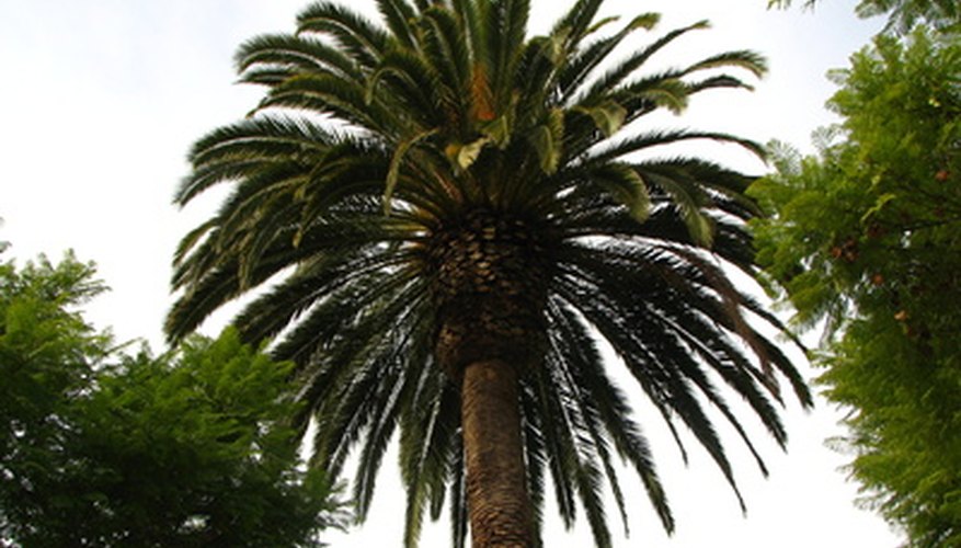 Palm trees have a wide range of widths and heights.