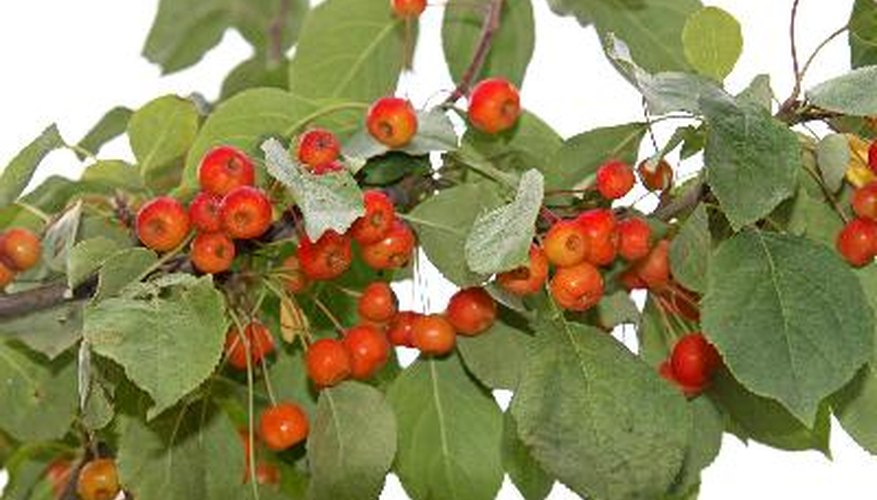Crabapple trees produce fruit that is smaller in size than apple trees.