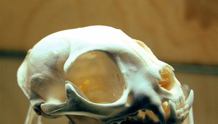 This cat skull bears a striking resemblance to a human skull, yet has many differences.
