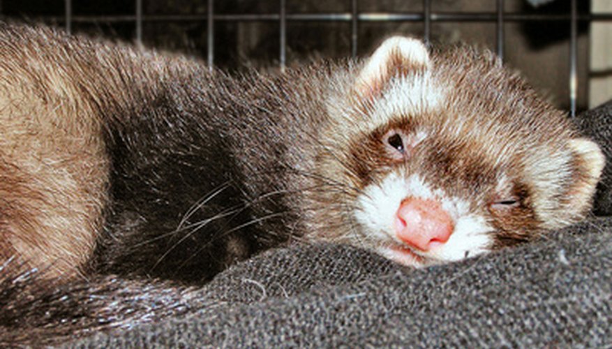 This ferret is comfortable in his renovated bookshelf home.