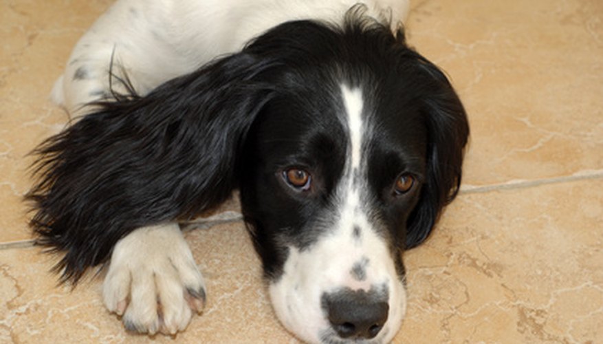 A signs of a phantom pregnancy in springer spaniels is lethargic behaviour.