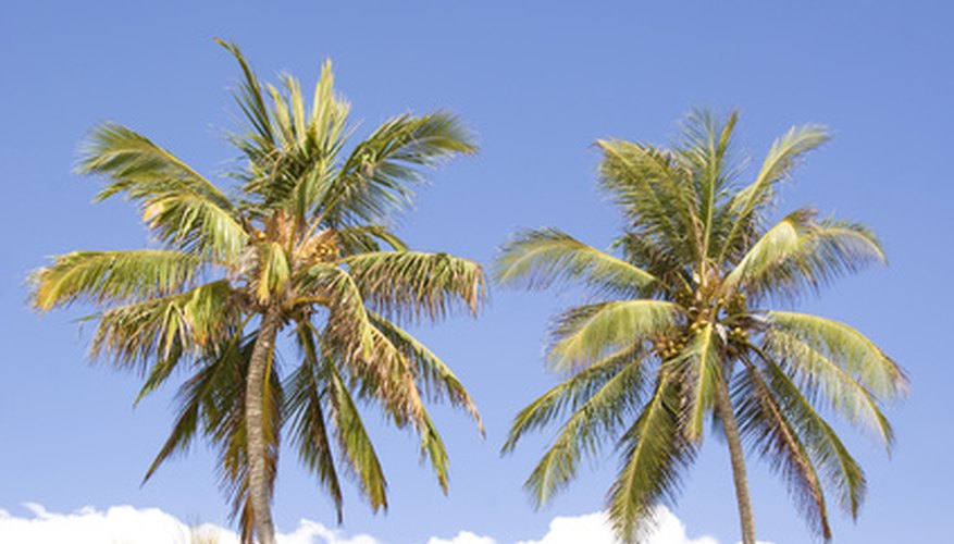 The beautiful Jamaican landscape inspires many unique children's craft projects.