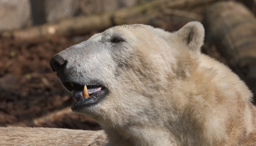 polar bears in the tundra biome