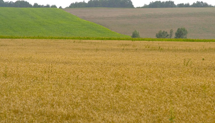 Buffer stocks are only possible when agricultural production is good.