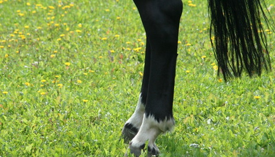 Swollen hocks caused by being stocked up will not affect a horse's attitude or appetite.