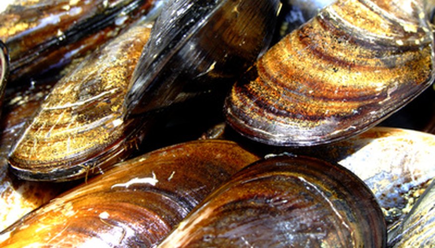 Mussels are shellfish cousins to oysters and clams.
