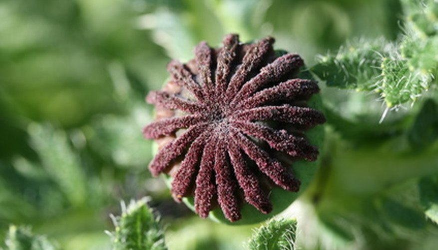 Opium poppies produce poppy seeds and medicinal opiates.