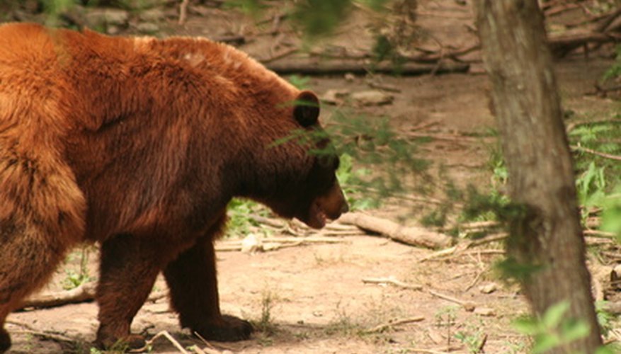 Bears are the largest omnivores in North American temperate woodlands.