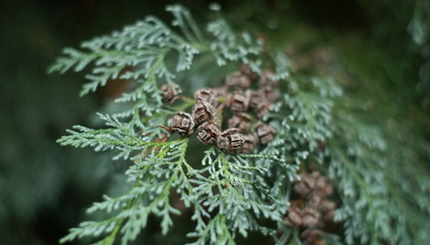 The Leyland cypress is a fast-growing evergreen tree.
