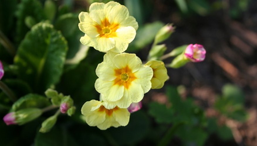 Primula flowers are susceptible to a variety of pest problems.