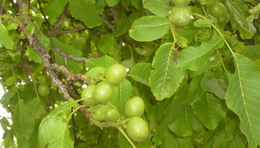 Some plants will thrive under English walnut trees.