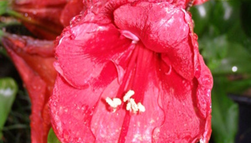 Amaryllis flowers are bulb plants.