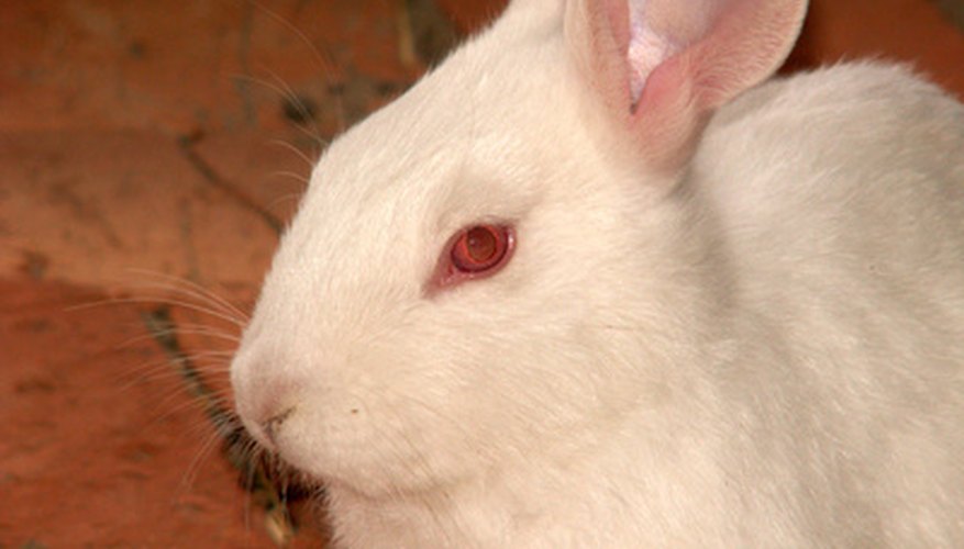 Cataracts in rabbits are fairly common.