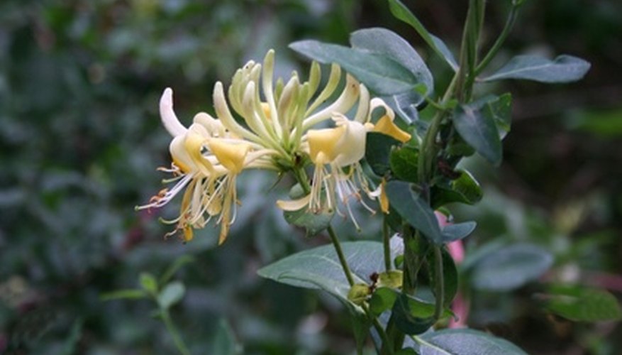 Providing honeysuckle with adequate air circulation can lessen the impact of fungal disease.