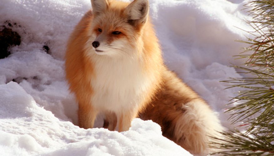 Fox fur comes in a wide range of natural colours.