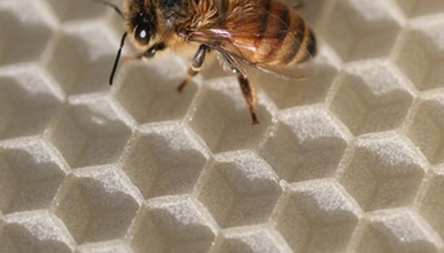 Juega con palabras sobre abejas y cera para crear el nombre de una compañía de velas de cera.