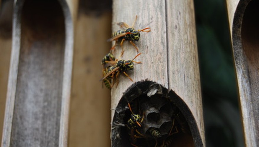 Repel wasps from wood naturally using household products.