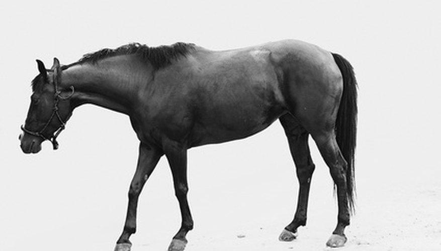 Equine chiropractors provide chiropractic treatment for horses.