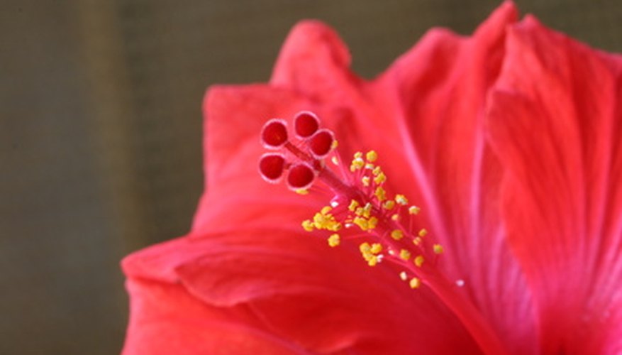 Plant Lavatera Mallow in direct sunlight.