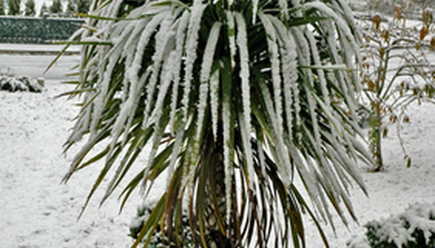 Cordyline australis is hardier than many subtropical plants and can stand a brief freeze.