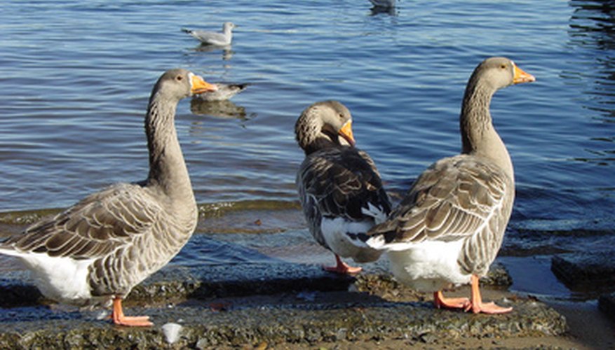 Geese are often kept as backyard pets.