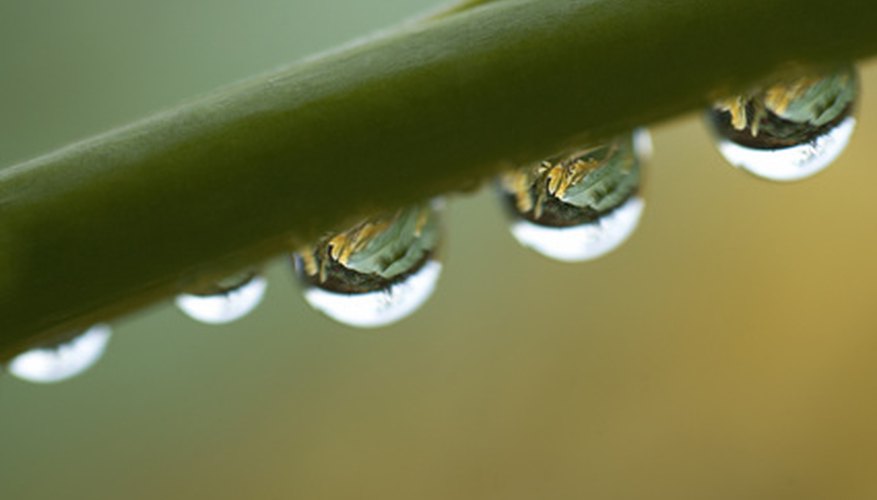 Air humidity determines the temperature at which water vapour turns into dew.