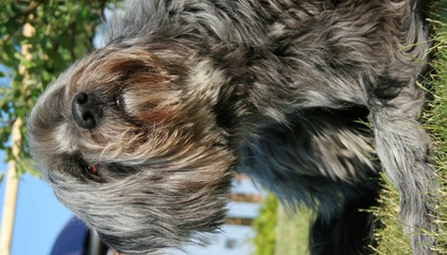 Some dogs develop dandruff, but avoid treating them with shampoo intended for people.