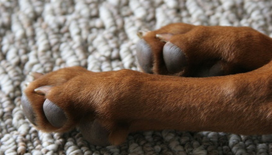 Pink fur stains are often times found on the dog's feet.