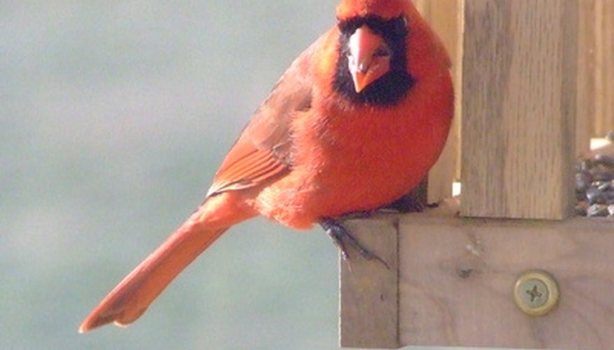 Cardinals are one of the more aggressive species when it comes to pecking.