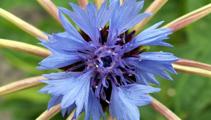 Cornflower blue is a pastel colour with some neutral shadings.