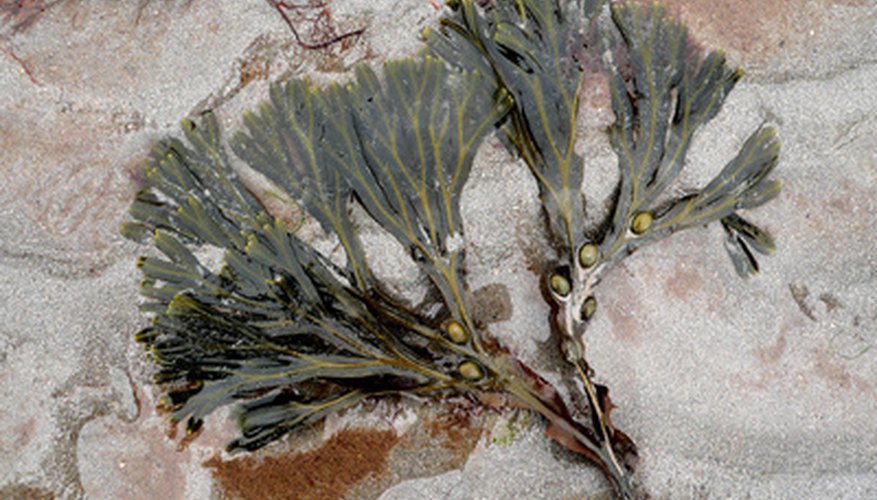 Bladderwrack is a type of seaweed commonly found in nutrition supplements.
