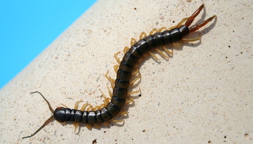 Getting rid of centipedes is a multi-step process.