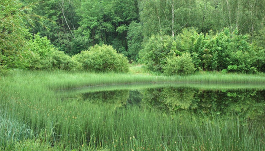 Silent retreats are often far from external noises to allow meditation without distraction.