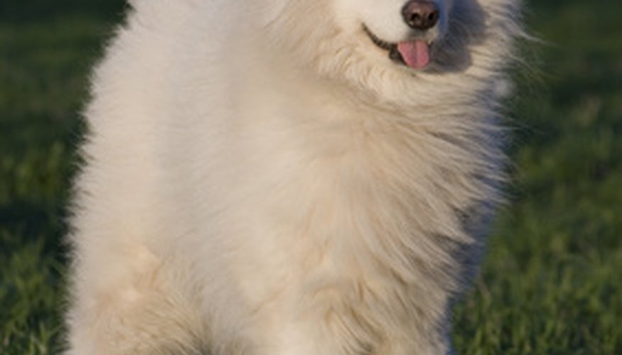 The coat of a Samoyed is often what draws people to these dogs.