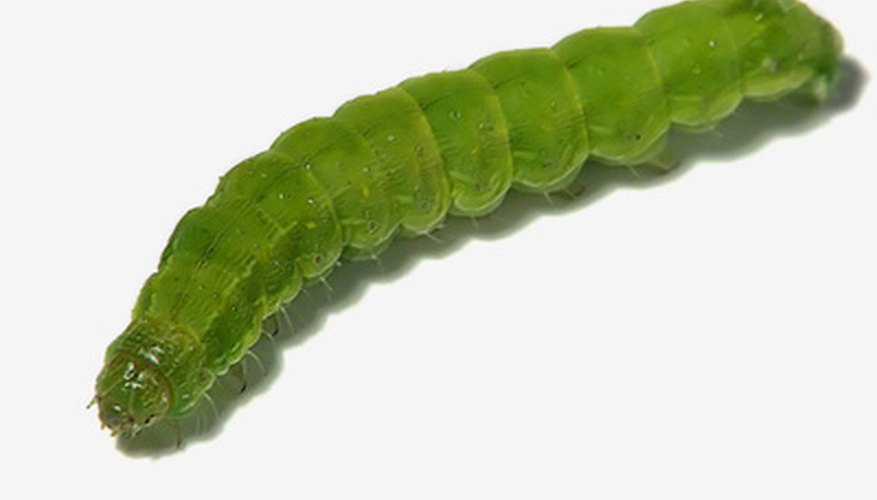 green inchworms