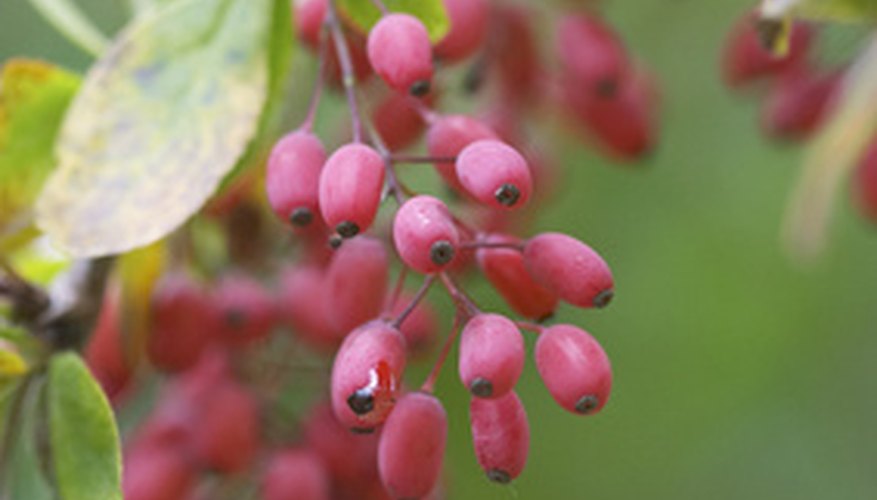 Barberry plant is not toxic to domestic animals.