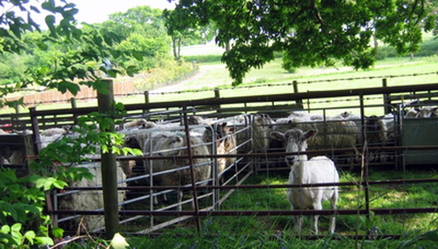 Use higher fences and barbed wire to stop sheep from jumping the fence.