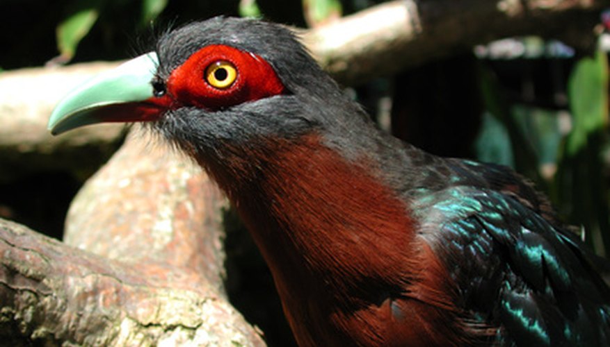Bird watching is an activity available in the Houston area for seniors.