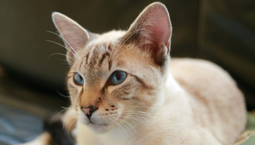 Siamese cats often lose their hair.