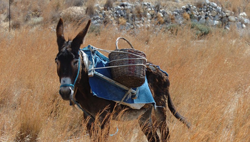 The good Samaritan put the Jewish man on his own donkey.