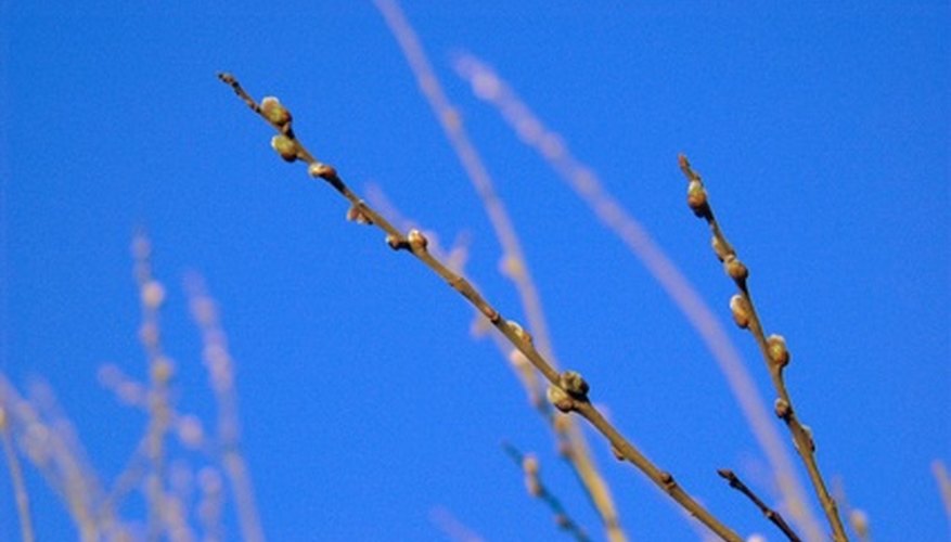 Salix caprea is one source for the floral trade's pussy willow stems.