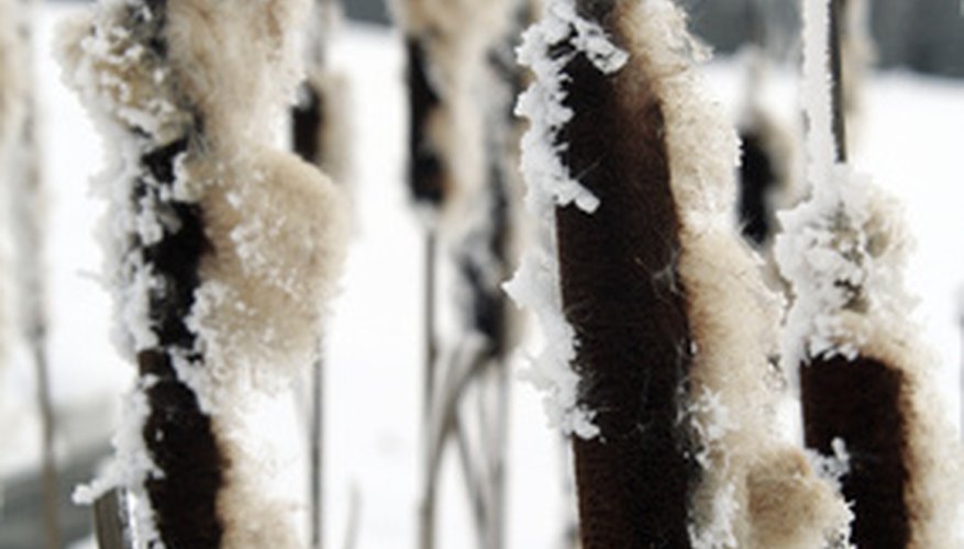 Bulrushes as their seeds are cast off.