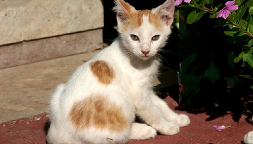 Cats, especially kittens, are prone to colic.